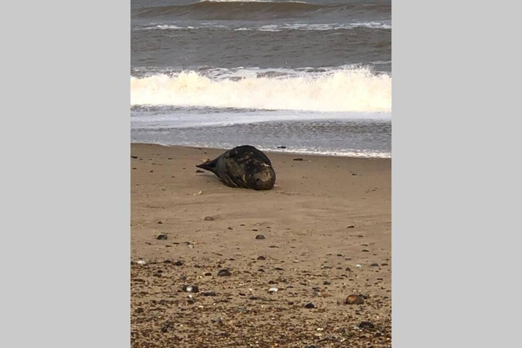 Dog Friendly Cottage 2 Mins To Beach With Hot Tub And Zappi Ev Lessingham ภายนอก รูปภาพ